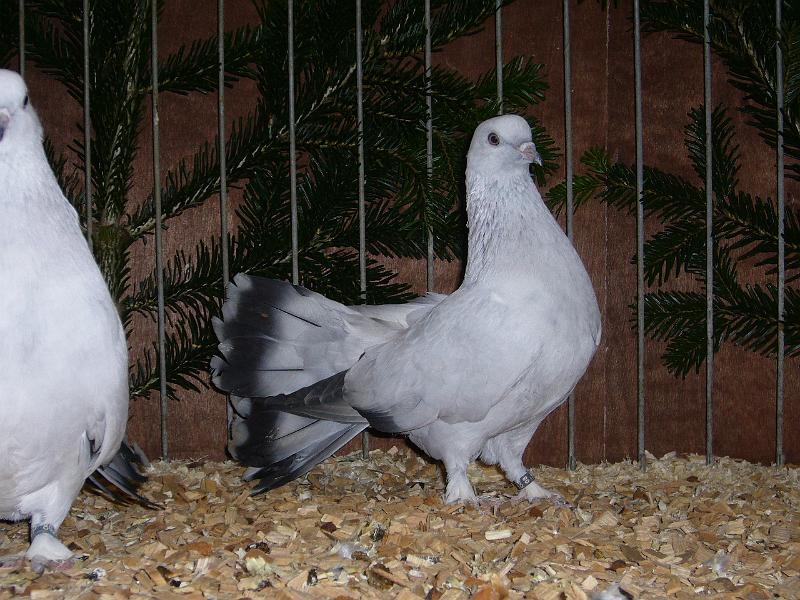 Ortsschau Langenberg 2008 182.jpg - Seldschunken-Tümmler eisfarbig ohne Binden von Martin Schmidt sg 95 E